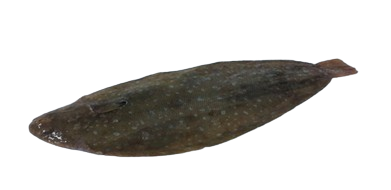 2 removebg preview